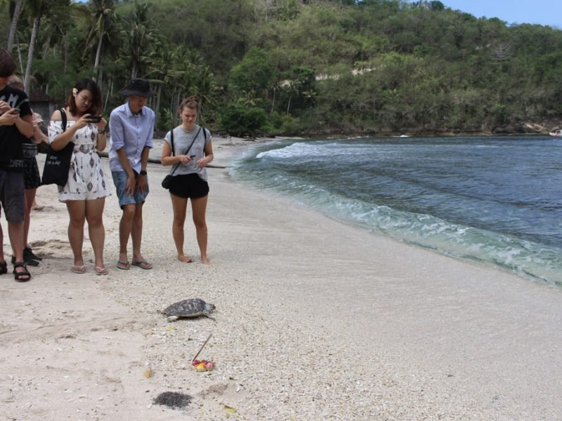 Bali Turtle Project T 53 1 800x600 - Bali