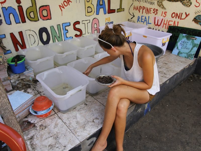 Bali Turtle conservation renew 4 800x600 - Bali