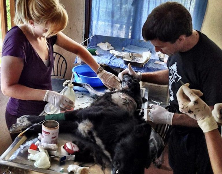 treating injured dog