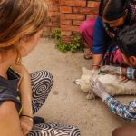 Dog project NP 12 2 150x150 - Review of Stray Dog Rehabilitation - Nepal