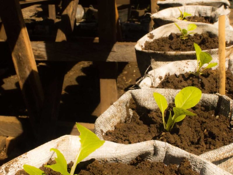Boys Youth Rehabilitation growing lettuce in urban garden 2 800x600 - Boys Youth Rehabilitation
