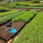garden beds 150x150 - Kindergarten Review in Kenya