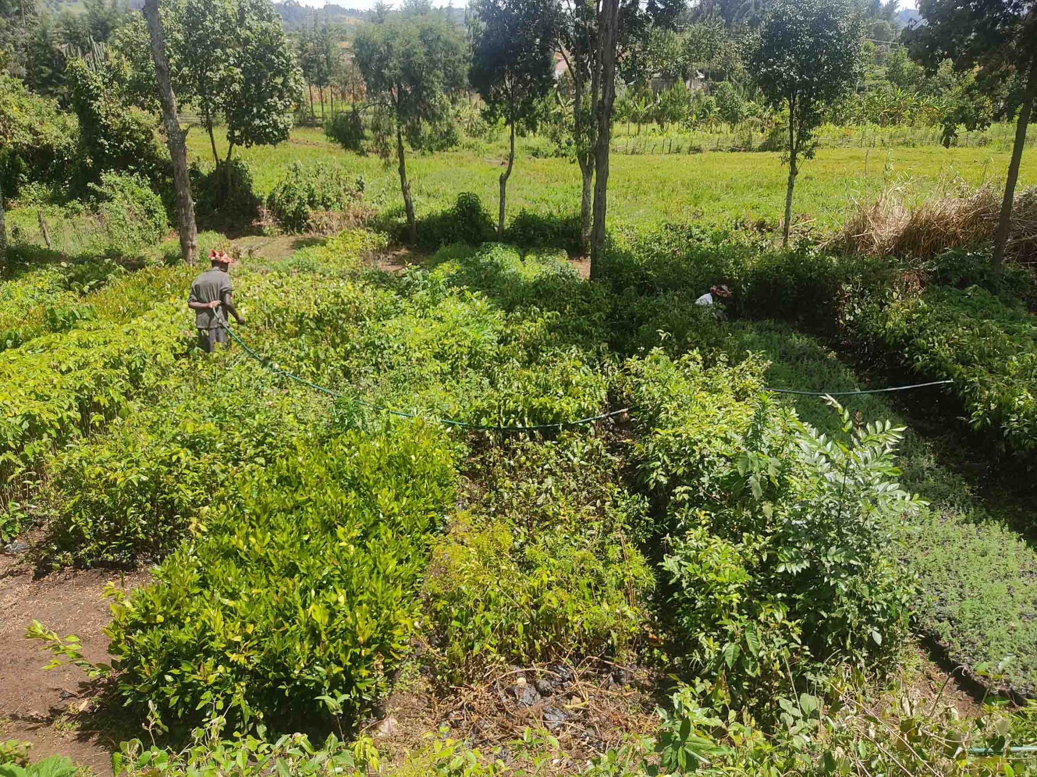 garden beds 2 scaled - Kenya