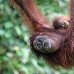 volunteer in malaysia 150x150 - Wildlife Zoo Experience