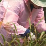 eco 150x150 - Volunteer in Central America and South America this year!