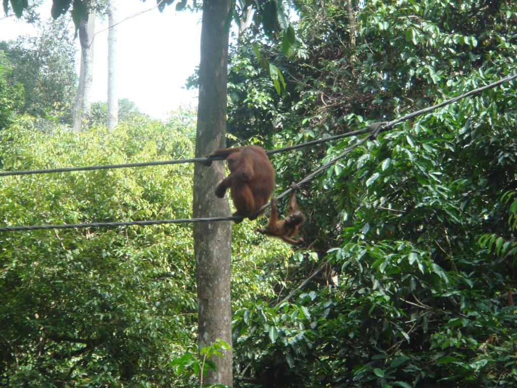 Orangutan project8 1024x768 - What to Expect as a Volunteer Borneo, Malaysia