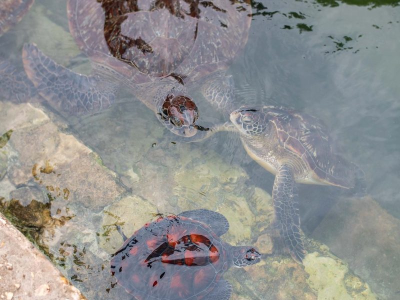 Turtles swimming 4 18 800x600 - Turtle Conservation in Nungwi, Zanzibar
