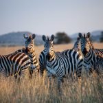 herd of zebras 54 150x150 - Kindergarten Review in Kenya