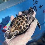 62F9141C 3FC6 4731 A1F6 804D939A7Af91 150x150 - Review of Bali Turtle Conservation Project