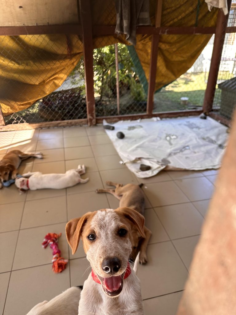 Jett 768x1024 - Animal Shelter Fiji Testimonial