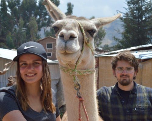 Volunteering at an Alpaca Farm in Cusco, Peru with IVI