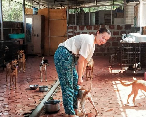 Animal Shelter Goa, India Animal Shelter 4 43 pwrakl1sudv6tkbqpzdqvjb1zd0p6n8bbcbeytt8dc - Animal Shelter Goa, India