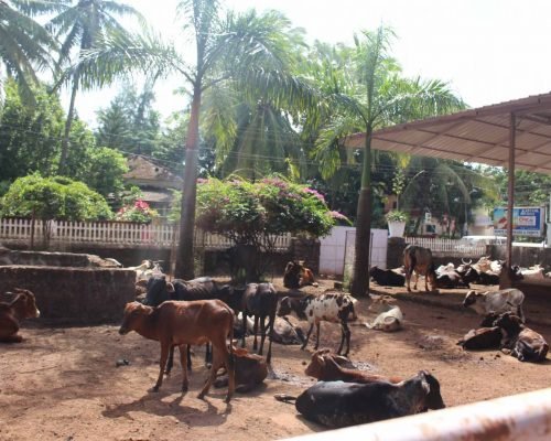 Animal Shelter Goa, India Animal shelter 2019 10 13 scaled pwralxxeprq3lacqskich6z0vebsawmcu28nx7srds - Animal Shelter Goa, India