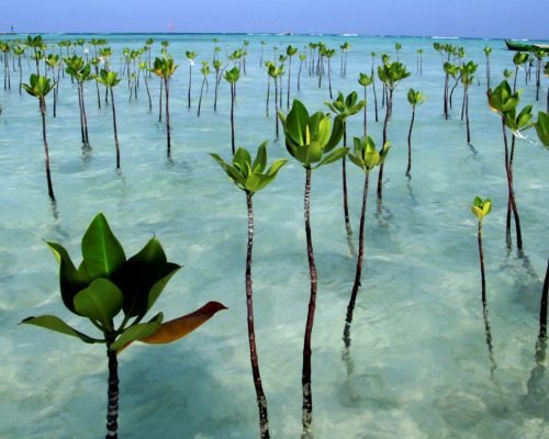 mangrove conservation programs mangrove conservation programs