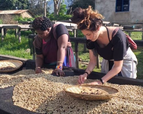 Coffee being picked oiam511n0agqeqa6xeltmlmnzdm1l9ocwaqmof83vk - Environmental Conservation Tanzania