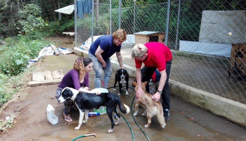 Dog Rehabilitation Guatamala 7 oi3vunp5yw3efrg7xfopuyjkwa5xxjm4npmpok5f92 - Guatemala