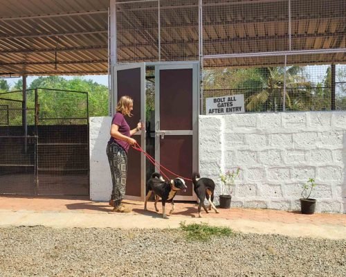Animal Shelter Goa, India Dog leash for a walk 2 24 scaled pwral6o37kos8lgc7qq5yvunn8253om52bbl06x6e8 - Animal Shelter Goa, India