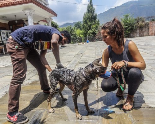 Dog project NP 22 onr4djj8z7xpzy8xbi13ddnbbf7ikiwhg7gudzr0yo - Stray Dog Rehabilitation Nepal