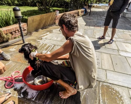 Stray Dog Rehabilitation Nepal Dog project NP 31 onr4egflmf6raax4ze91ancg3wpd1xj38qau6oe8ww - Stray Dog Rehabilitation Nepal
