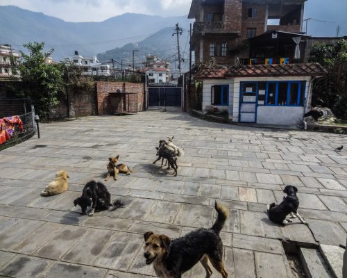 Dog project NP 7 onr4axjdzsd1qy1gkdeeg1d7ww2t6sjbra8aebme8w - Stray Dog Rehabilitation Nepal