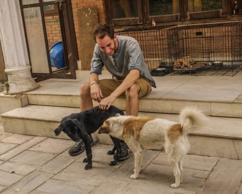 Stray Dog Rehabilitation Nepal Dog project NP 9 onr4bmx14bbsgf0lg6dbtcynyalpymc2uruecskrkw - Stray Dog Rehabilitation Nepal