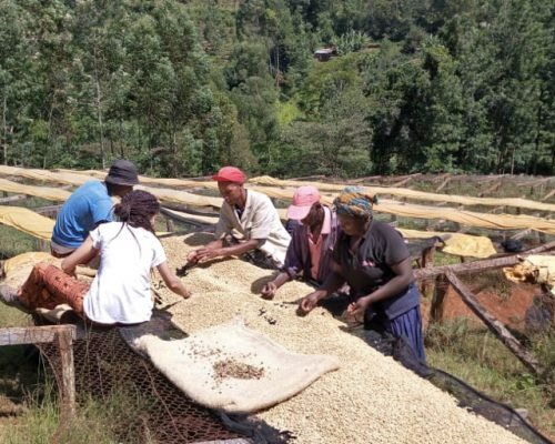 Drying coffee bean 2 ol31og2psow7umgtcj2x6bpg56esdvji5lmwdak528 - Food Security & Farming Kenya