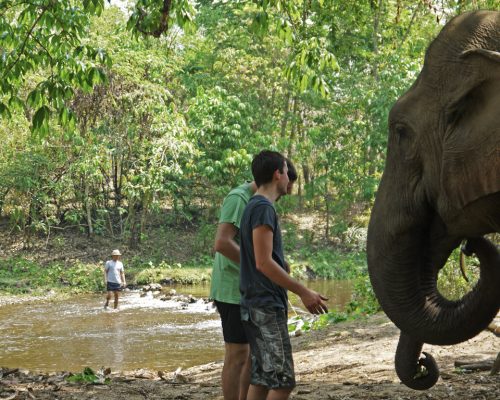 Feeding elepthants onr1rq94vhih90im4g6k0jw4xzlpc1gwvvh92sujz4 - Elephant Conservation Adventure