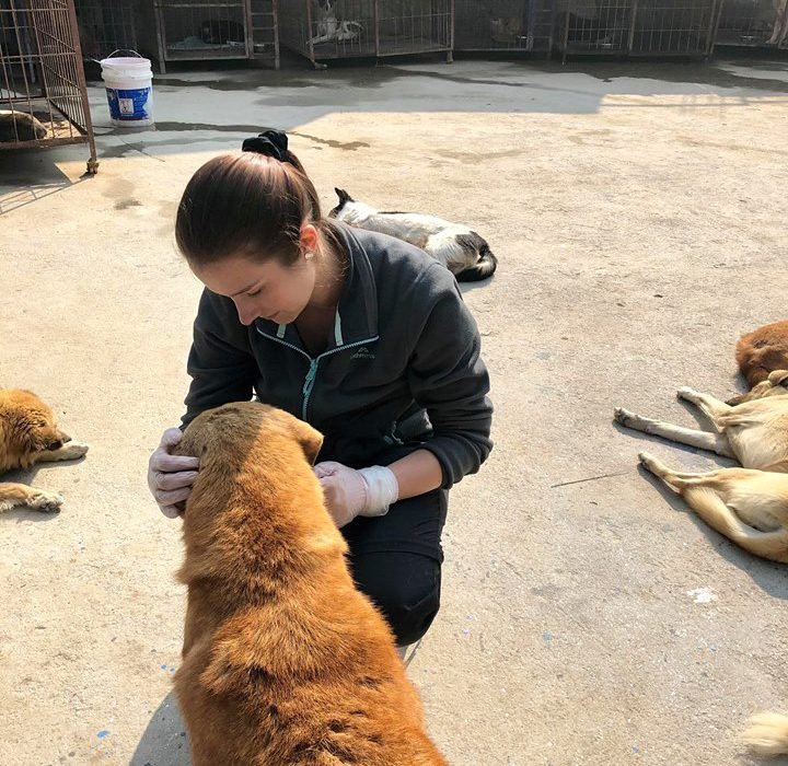 IVI volunteers working with animals 2 psp8zpfnpe7ba5dqirpsj47dvm455zis607hi1u5aw - Turtle Conservation in Nusa Penida, Bali Review