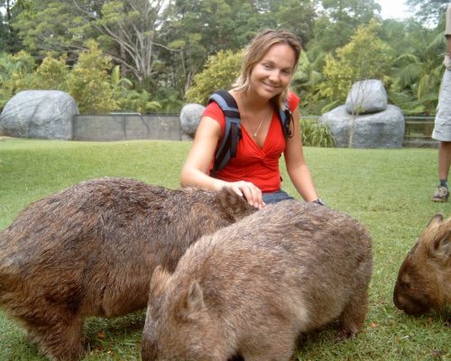 wombat in captivity