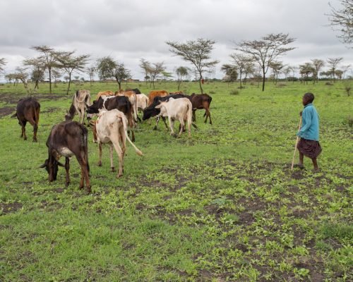Maasai grazing their cattle (2) Maasai grazing their cattle (2)