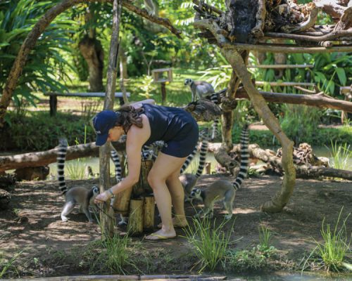 feeding the lemurs