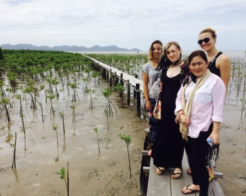 Mangrove nursery Mangrove nursery