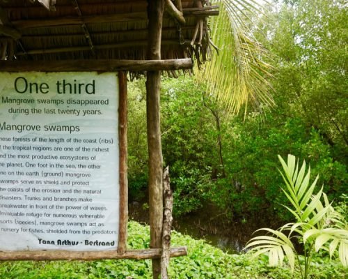 Mangrove Environmental Conservation Madagascar Mangrove01 olc5x9voad8oz9v5df2wde17zurq59j25gvicpmppc - Mangrove Environmental Conservation Madagascar
