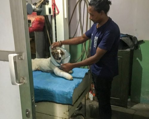 Nepal Stray Dog Rehabilitation Nepal Stray Dog Rehabilitation
