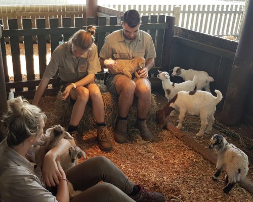 feeding baby goats