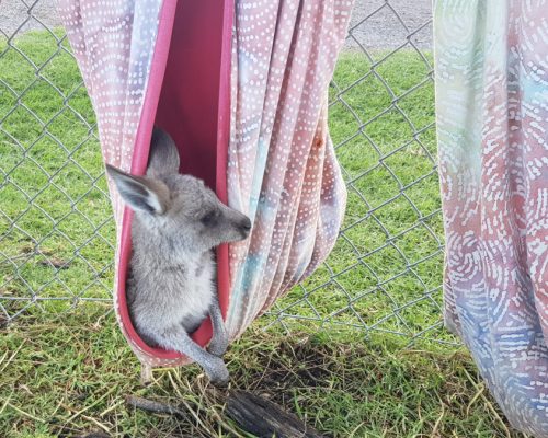 kangaroo in towel