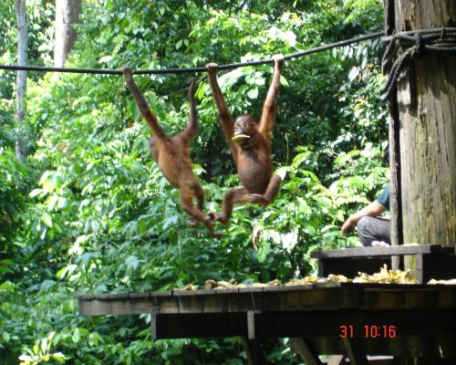 Orangutan swinging