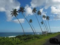 P3220434 nct9i9f7w4zyvvxevuscc0m3j1iljolascqzw0dh3w - Public Health, Nutrition & Dietetics Samoa