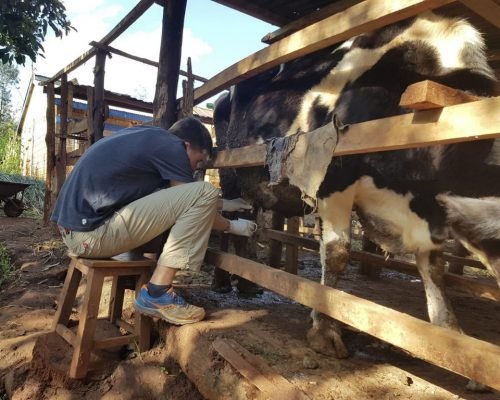 Participant milking a cow ol31sa8zpc5d9aw3xot2uuu7gthqtds1olj9wyv9nk - Food Security & Farming Kenya