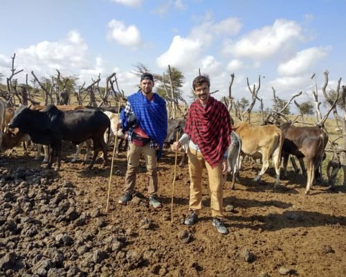 Maasai Tribe Community Support Tanzania Participant milking the cows in Moita Masai village ol34nw0kzxz4y0eeyh0popn8lqu78d2yle5y6x93ts - Maasai Tribe Community Support Tanzania
