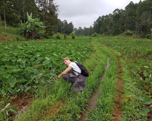 Kenya Participant weeding out indeginious crops oi1m97881f1ehcu14vpjef1k2lf6hvysti8ndtd9y8 - Kenya