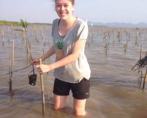 Planting Mangrove tree at the beach Planting Mangrove tree at the beach