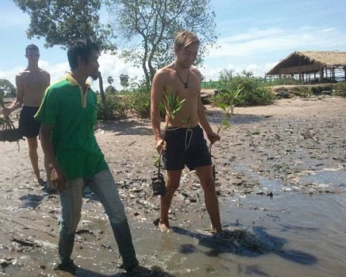 Planting new mangroves Planting new mangroves