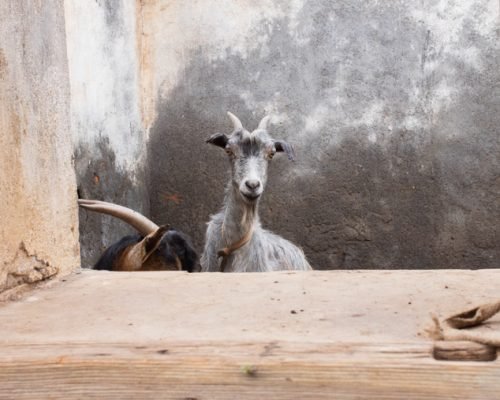 goat in Praia goat in Praia