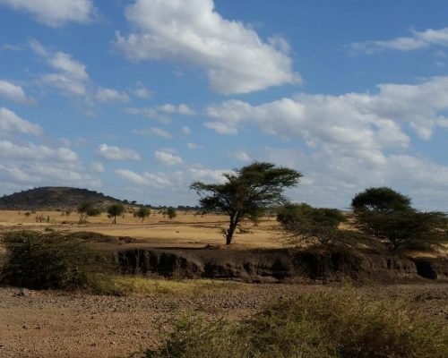 Tanzania Savanna oi8m98jhjdz0yb70tbgrk4cwfiib7tbm3x1zh66468 - Tanzania