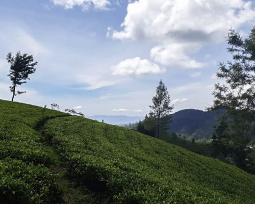 Tea planation Kandy Tea planation Kandy