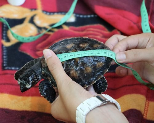 Turtle conservation NUSA 9 onpajqrmi3uz3wiha5482e0zdjnac0ypmsh2xxh480 - Turtle Conservation Program Bali