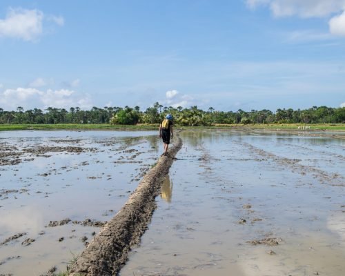 Island Agriculture and Fishing Palawan, Philippines Walking on a muddy field scaled puz9tu2o7p5yiryvmf49hwyzzpa5f93v89f3q7dacg - Island Agriculture and Fishing Palawan, Philippines