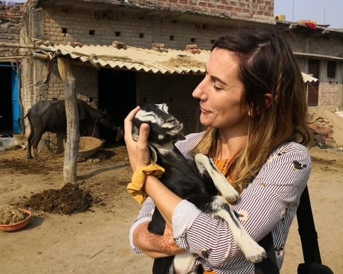 beautiful little baby goat! beautiful little baby goat!