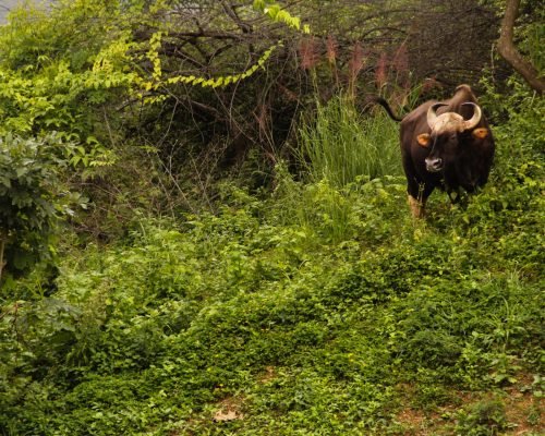 buffalo in the forest buffalo in the forest